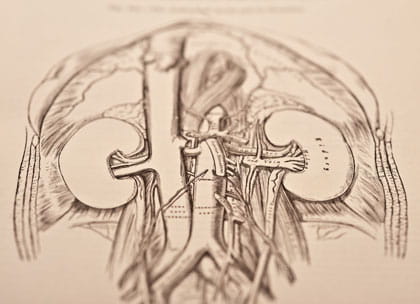 Sepia anatomical pencil drawing of kidneys